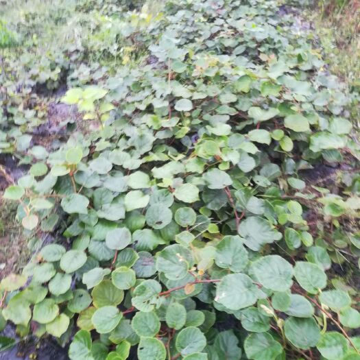 隆回县水杨桃砧木嫁接苗 嫁接苗
