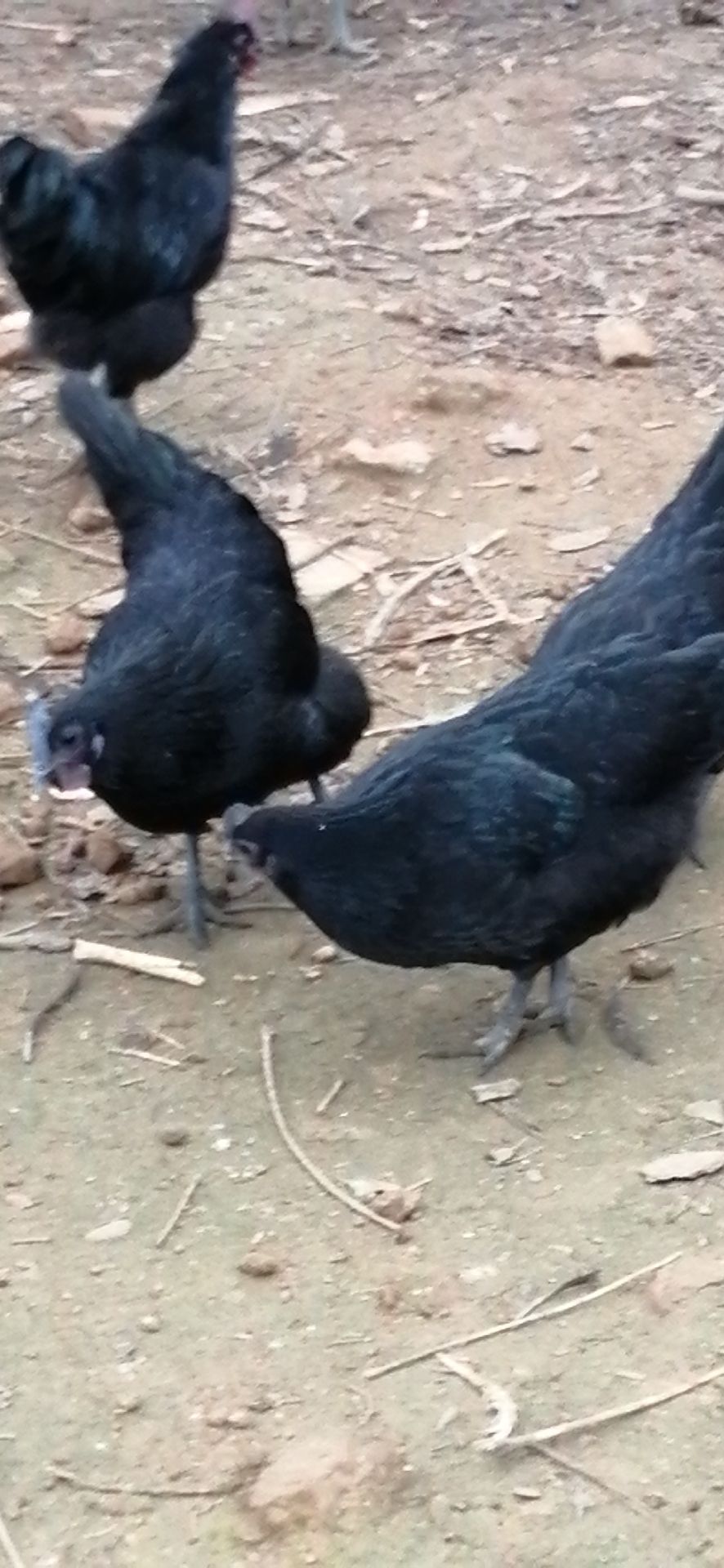 祁阳市 八个月的五黑鸡种鸡，绿壳蛋鸡，纯生态林下虫子鸡，土鸡
