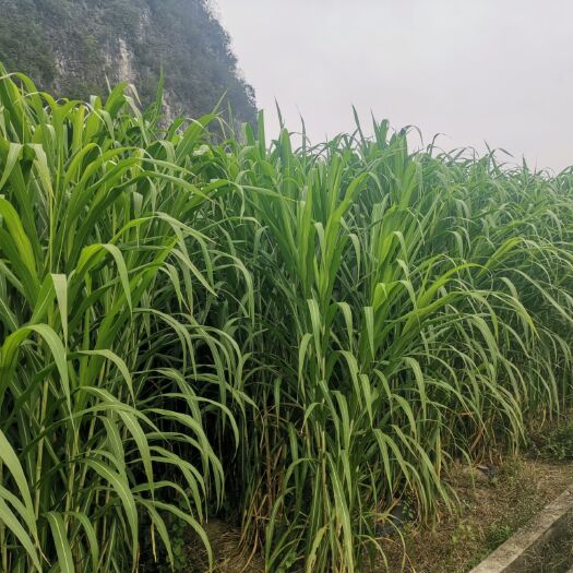 荔波县花生秧 高蛋白青储饲料巨菌草