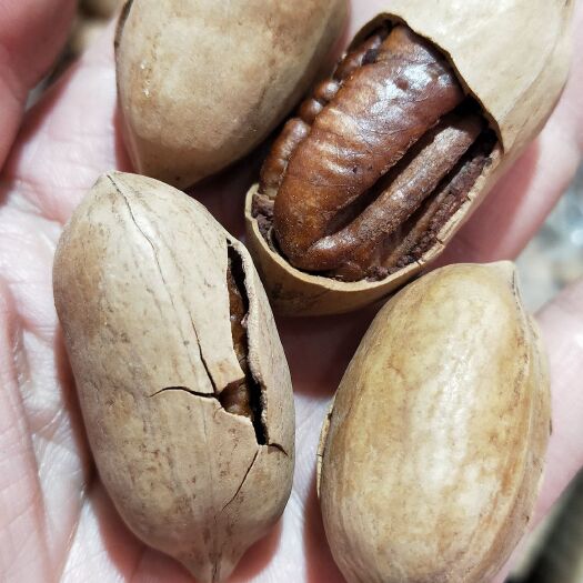 薄皮碧根果，今年新货一箱10斤，批发290一箱奶油味