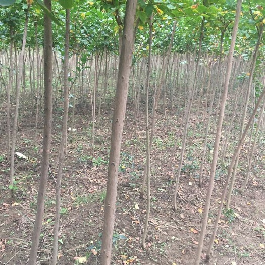 随州 华中地区速生紫薇价格，大量红叶速生紫薇供应