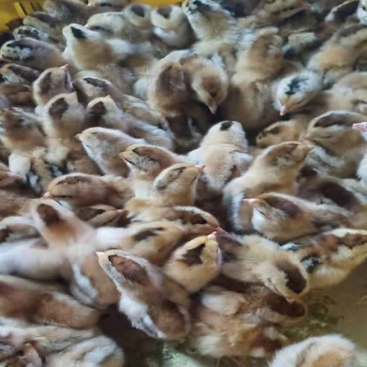 南宁 灵山土鸡苗，正品鸡苗。包打疫苗