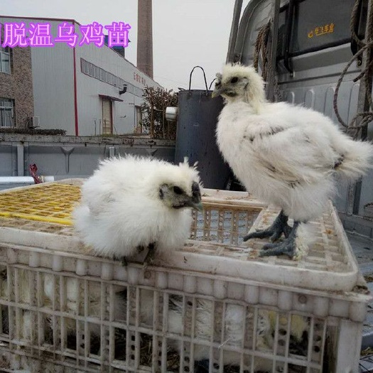 宜宾肉鸡苗   白凤鸡苗 白乌鸡苗 脱温乌鸡苗包打疫苗 提供养殖技术服务
