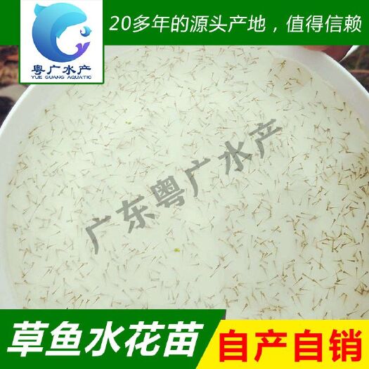鲮鱼水花草鱼水花白鲢水花 麦鲮鱼水花 产地直销全国发货