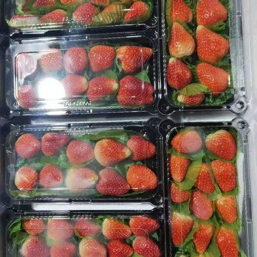 徐州 妙香草莓