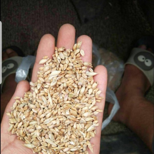 北票市 有10万斤小麦想卖  朝阳北票