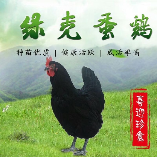 佛山蛋鸡苗  黑羽高产绿壳蛋鸡，年产220个蛋，绿壳绿高，品种正