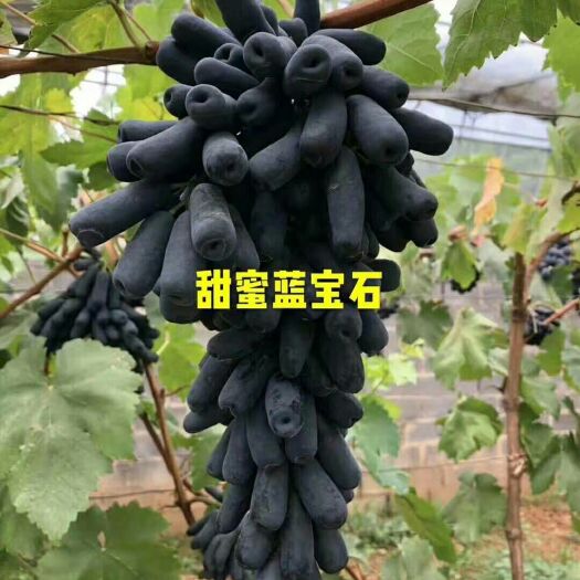 泰安 甜蜜蓝宝石葡萄苗，天然无核，糖浓度高，采摘。