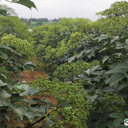 樟树市 吴茱萸苗 江西樟树中花吴茱萸扦插枝条，纯江西樟树中花品种