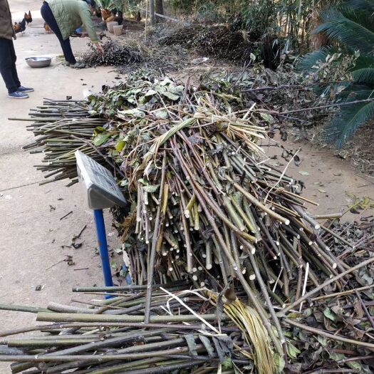 樟树市吴茱萸苗 正宗江西中花吴茱萸枝条
