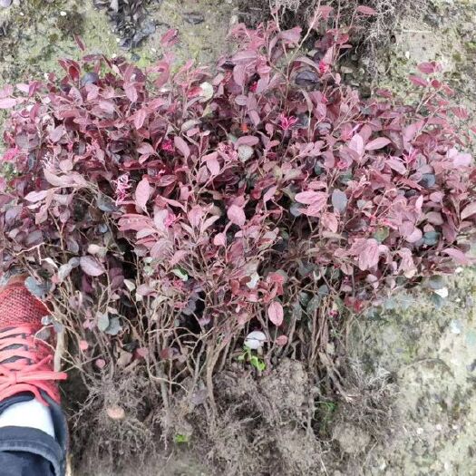 随县 红花继木小苗价格是多少，绿化色块红继木苗价格实惠