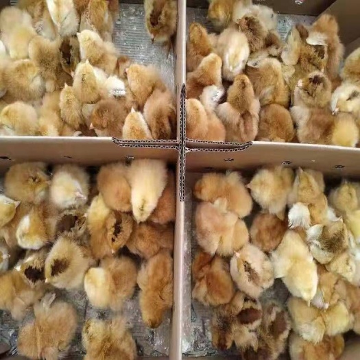 南宁 九斤黄鸡苗