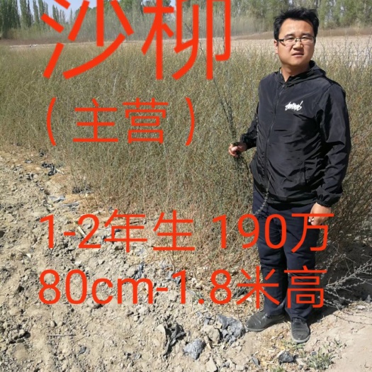 青海甘肃宁夏新疆河北河南内蒙古沙柳出售