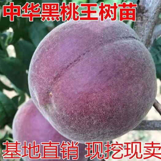 平邑县嫁接桃树新品种中华黑桃王桃树苗黑桃皇后树苗南北方种植当年结果