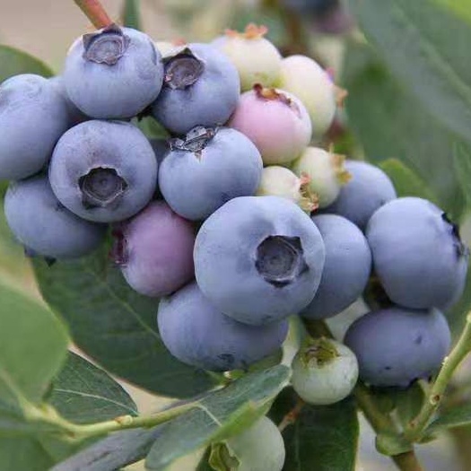 灵山县兔眼蓝莓苗  蓝莓苗，盆栽、院栽均可，量大从优