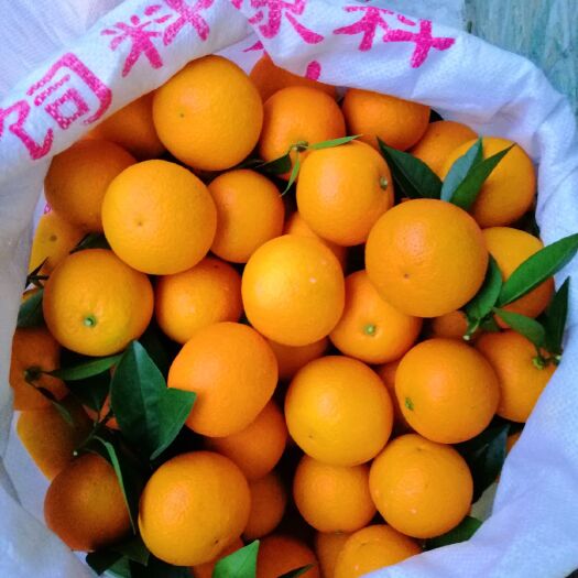 灵川县甜橙。