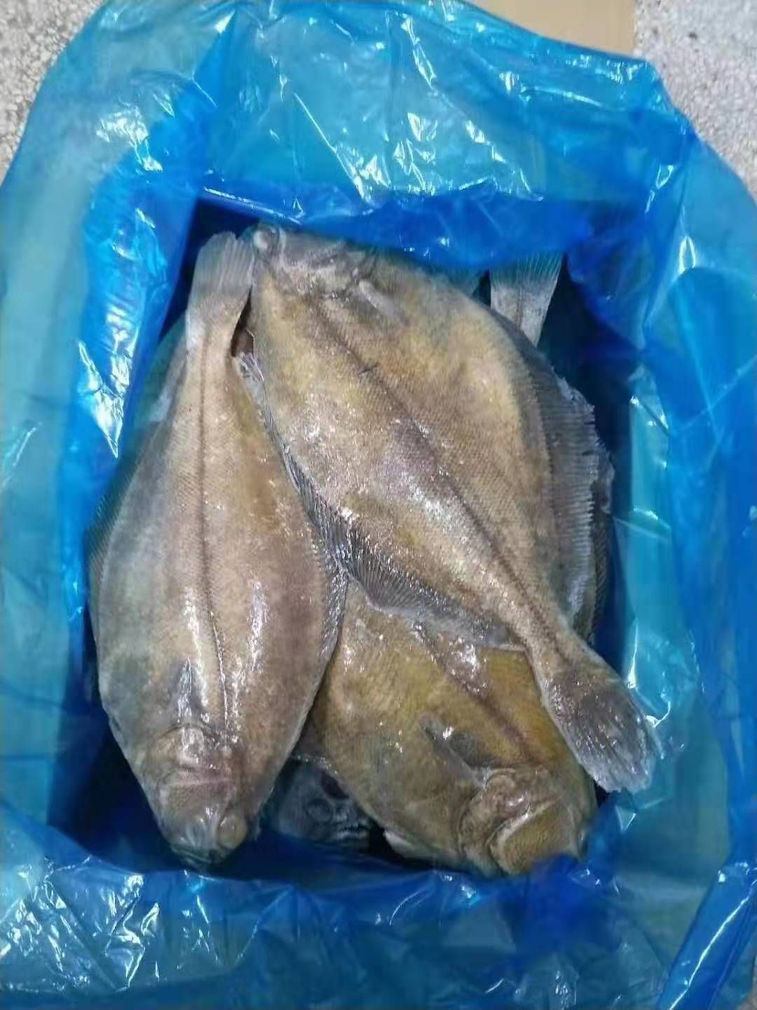  比目鱼