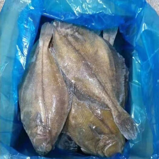 济南 比目鱼