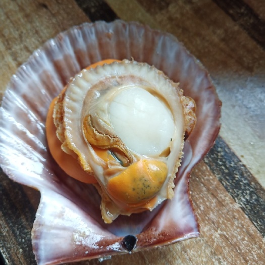 烟台 栉孔扇贝好吃不贵