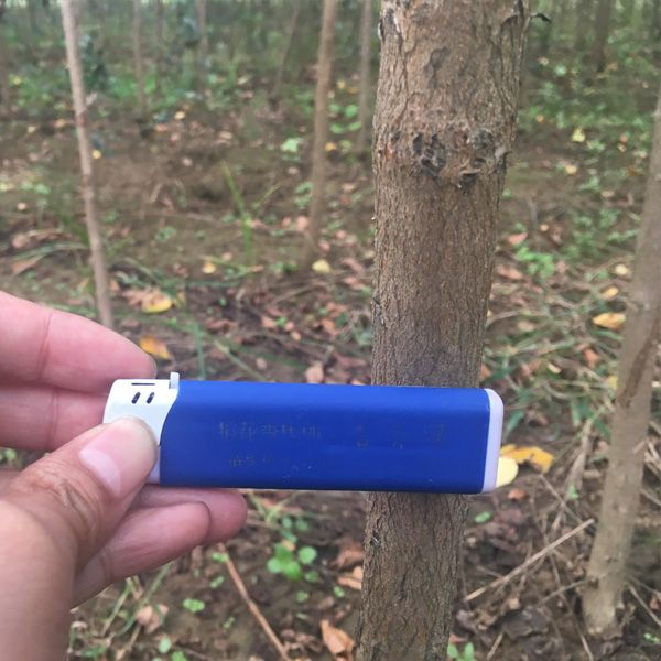  速生紫薇批发供应，速生紫薇价格查询-华青农业