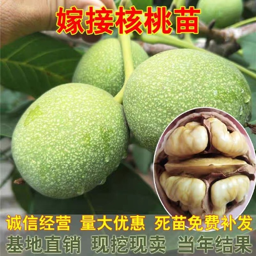 薄皮核桃苗  核桃苗，70公分至1米，薄皮核桃，包邮