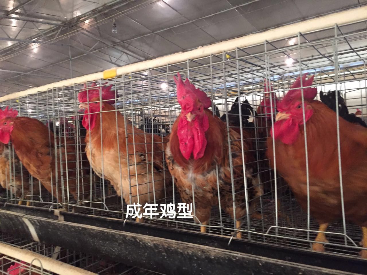 灵山土鸡苗，包打疫苗，包运输成活