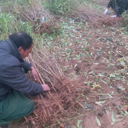  毛桃树苗 百亩基地 毛桃苗 实生桃树苗 桃树实生苗