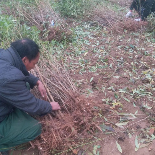 西华县 毛桃树苗 百亩基地 毛桃苗 实生桃树苗 桃树实生苗