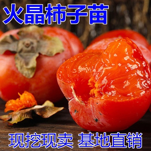平邑县火晶柿子苗  火晶柿树苗 嫁接柿子苗 临潼火晶柿子果树苗当年