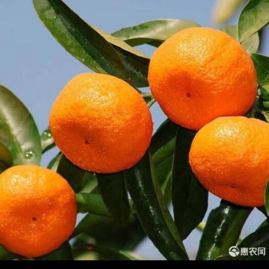 钦州沙糖桔苗 百年老字号，诚信经营，