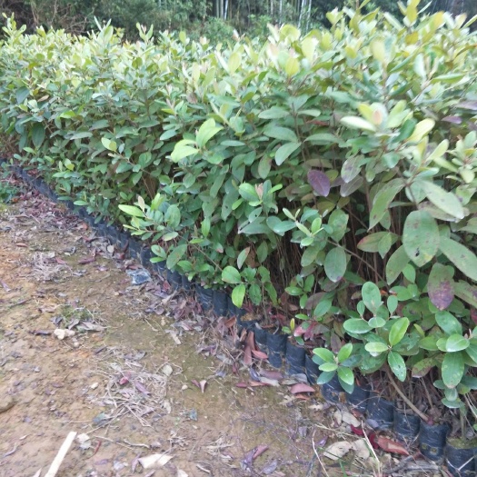  桃金娘苗，基地直销价格优惠。