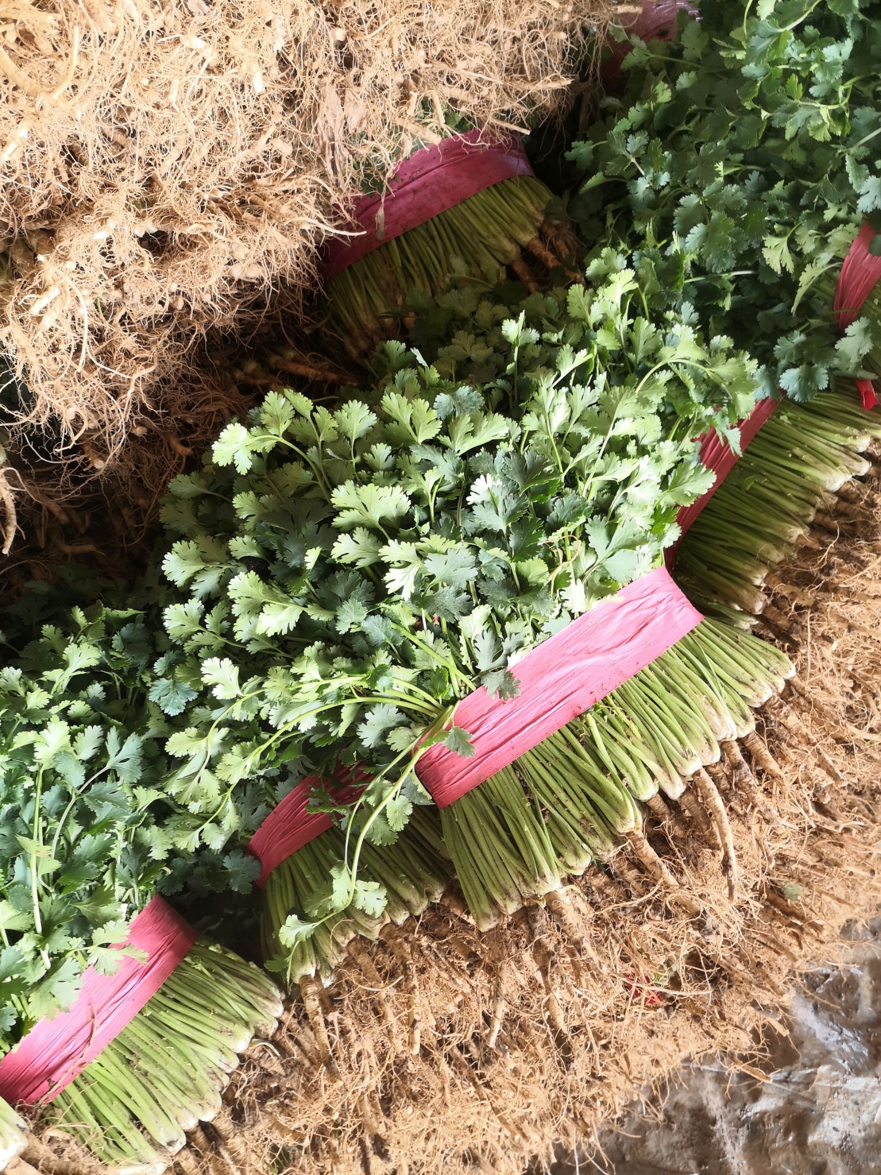 铁杆青香菜 30~35cm