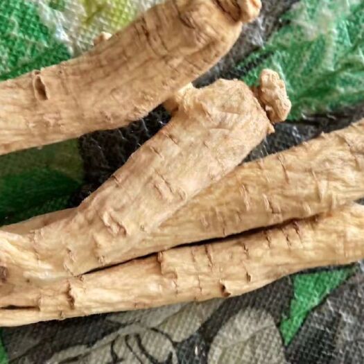 清原县 整枝    西洋参
