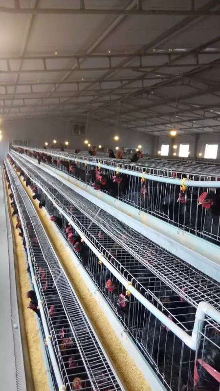 蛋鸡苗  黑羽高产绿壳蛋鸡，年产220个蛋，绿壳绿高，品种正