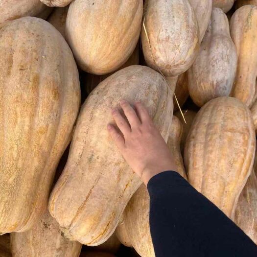 盐城 金韩蜜本大量出售，量大从优，质量有保障