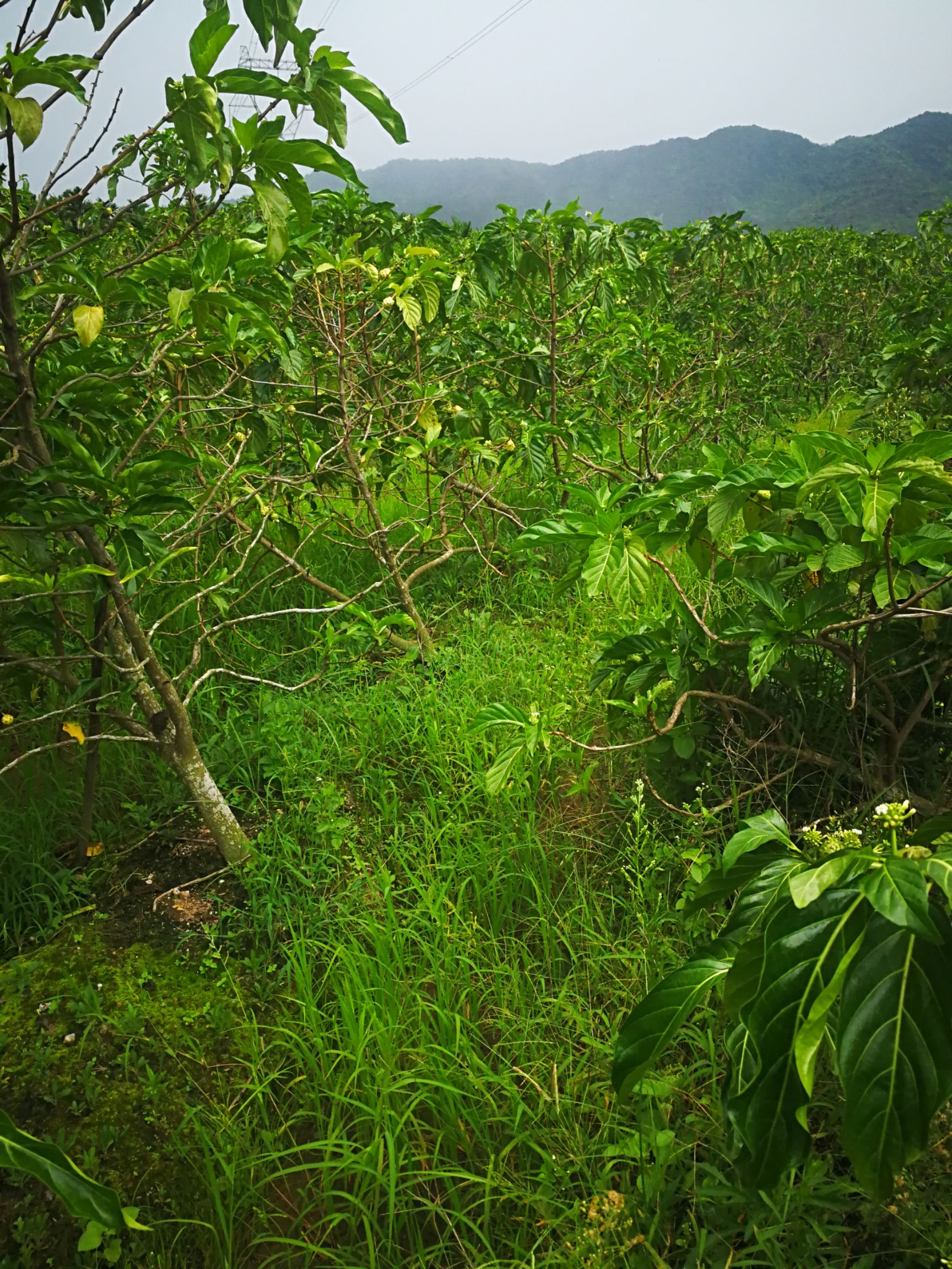 诺丽果鲜果种植果园直供1.1元每斤果园直供