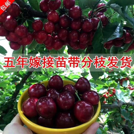 平邑县 樱桃苗树苗车厘子大樱桃苗南方种植当年结果嫁接苗果树苗盆栽地栽
