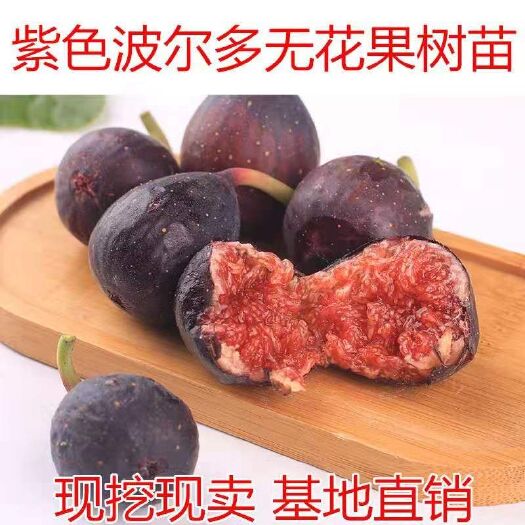 平邑县紫色波尔多苗  紫色波尔多产量高易种植南北种植 市场销路好