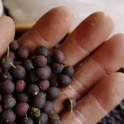 昆明朴树种子，30一公斤