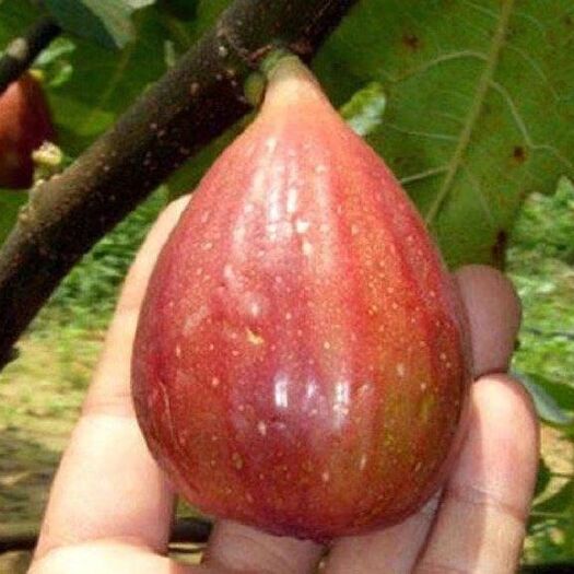 泰安无花果枝条 波姬红无花果苗