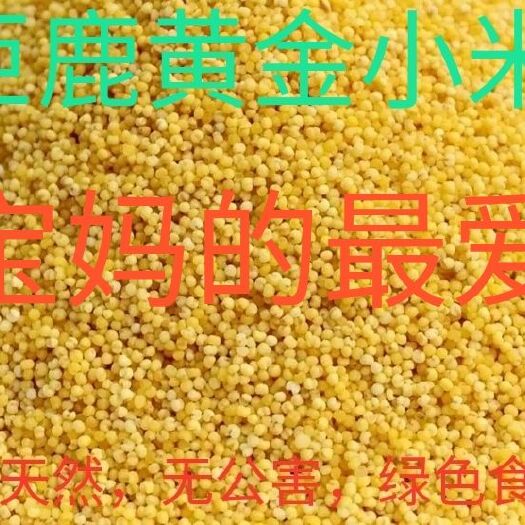 巨鹿县巨鹿黄金小米是月子米，宝宝米。