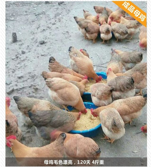 灵山土鸡苗，包打疫苗，包运输成活
