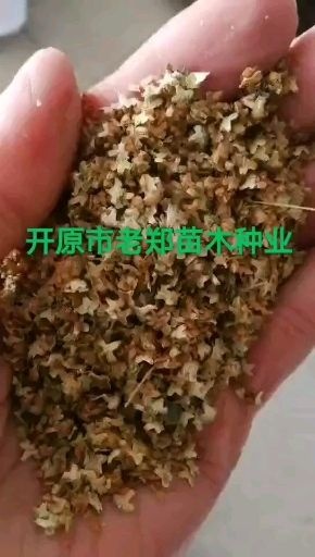 白桦种子 现种 白桦树种子 品种优良 东北白桦籽 播种小苗 价格优惠
