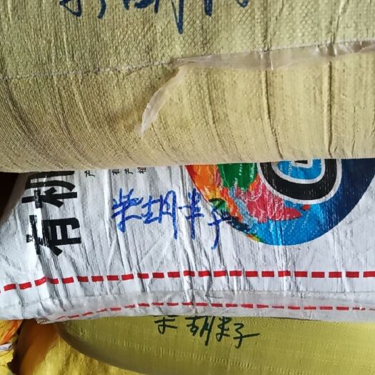 柴胡种子