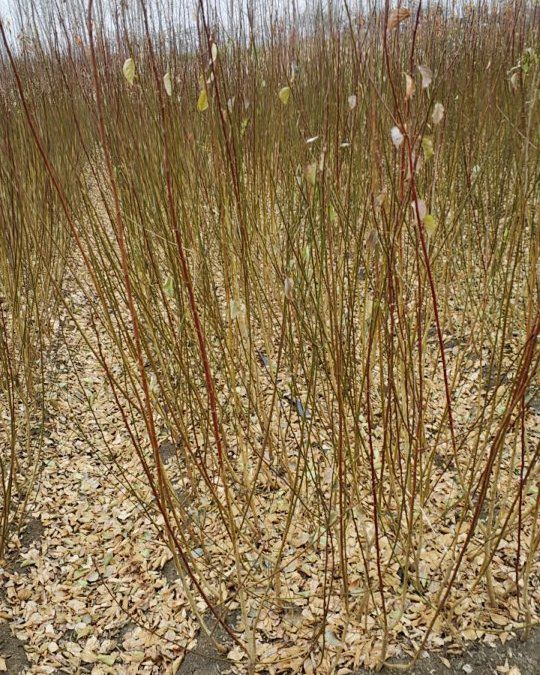 红梅  原生扦插宫粉梅小苗