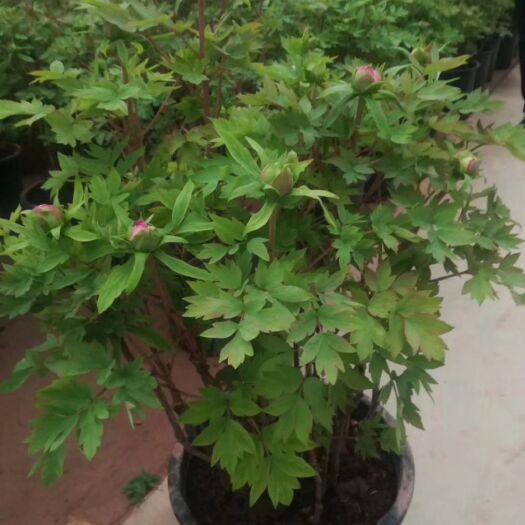 菏泽春节盆栽观赏牡丹