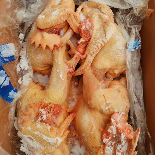 隆化县白条鸡 白条公鸡，需要的联系: