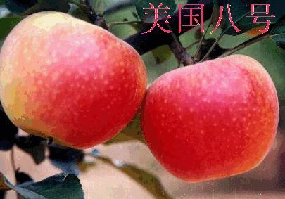 武陟县美国八号苹果树苗