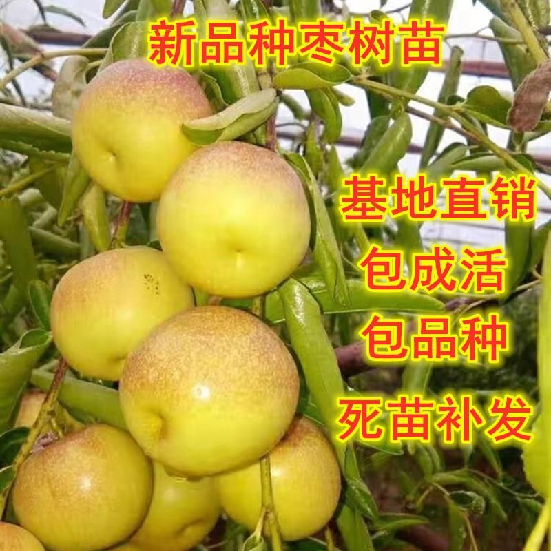 平邑县 枣树苗冬枣苗基地直销