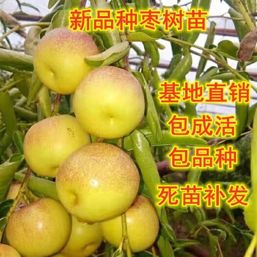 平邑县 枣树苗冬枣苗基地直销